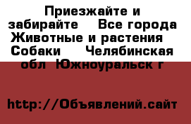 Приезжайте и забирайте. - Все города Животные и растения » Собаки   . Челябинская обл.,Южноуральск г.